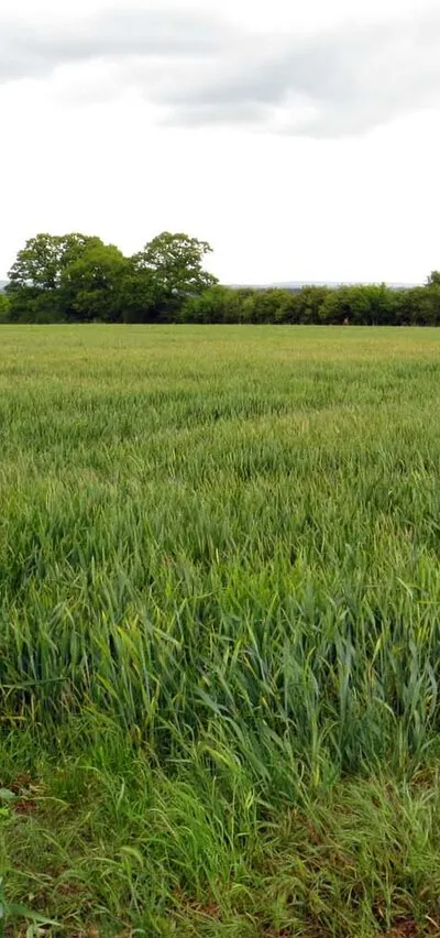 Arable field by Ardington Wick