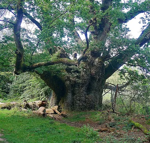 Cathedral Oak