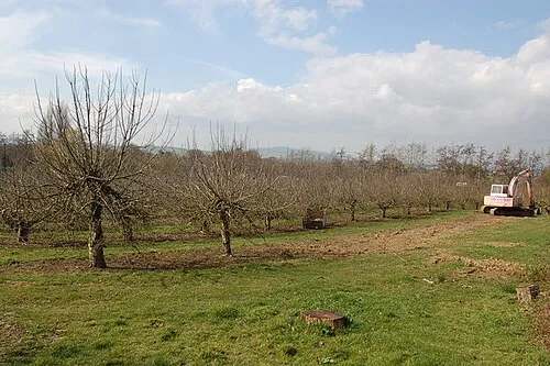 Apple orchards at Hayles Fruit Farm, Hailes Picture taken in early April looks north-westwards with Alderton Hill in the far distance in the centre. During the winter months these trees have proved popular with visiting Fieldfares.