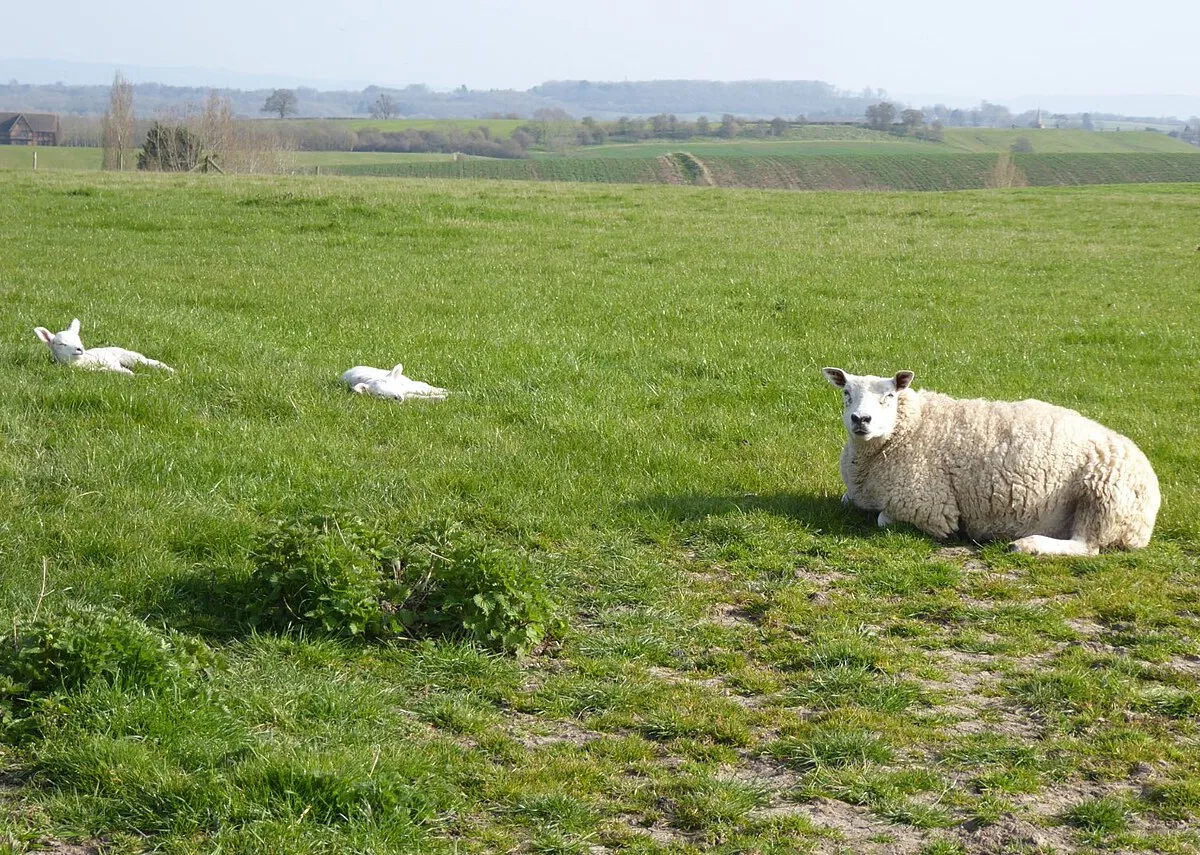 A ewe and lambs