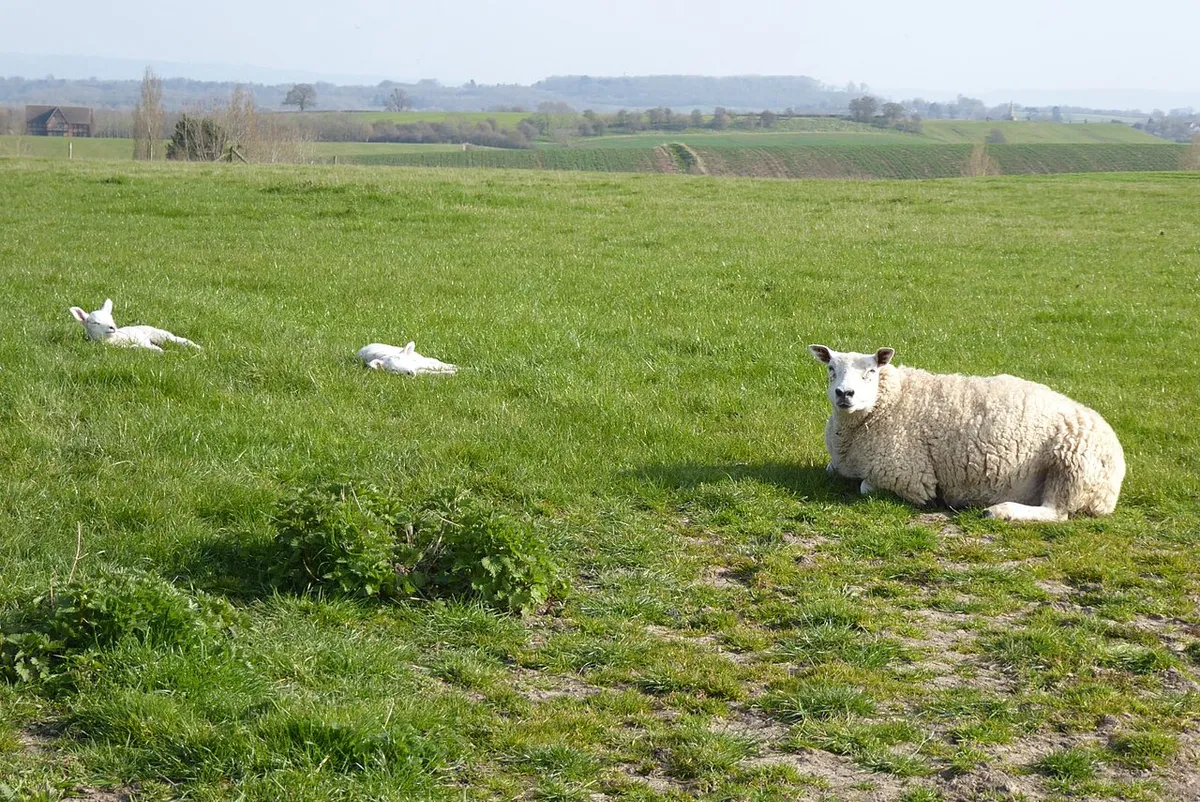 A ewe and lambs