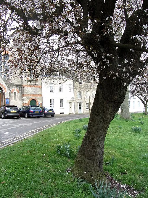 Blossom in Tetbury - March 2012