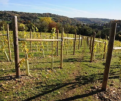 A vineyard at Woodchester