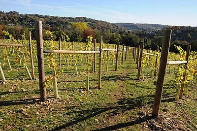 A vineyard at Woodchester