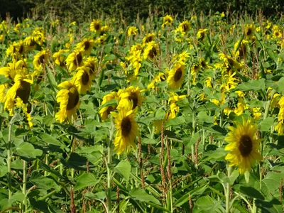A field of sunflowers