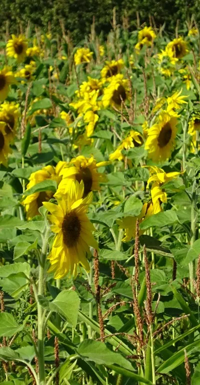 A field of sunflowers