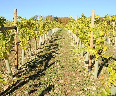 A vineyard at Woodchester
