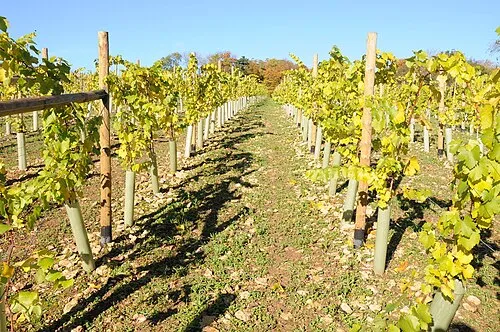 A vineyard at Woodchester