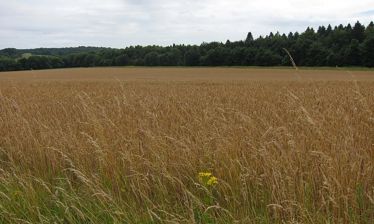 A field of ripe cereal crop