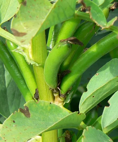 Broad beans, near Draycot Foliat Looks like there will be a bumper crop of these well-known legumes. Can't abide them myself. I much prefer runners.