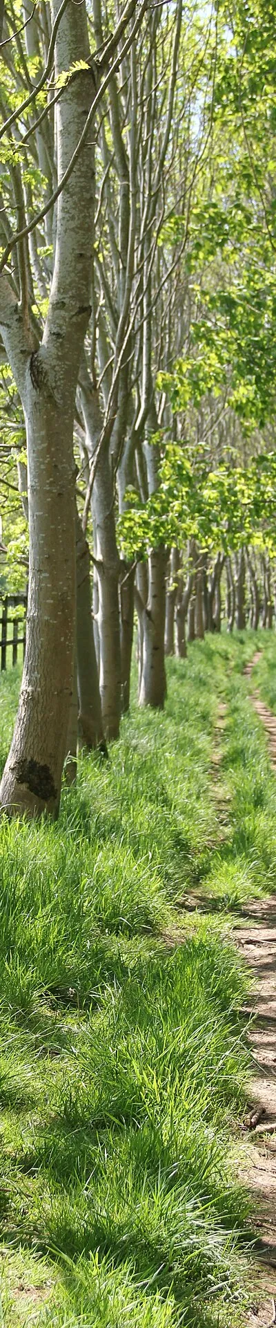 Avenue through the trees near Ford