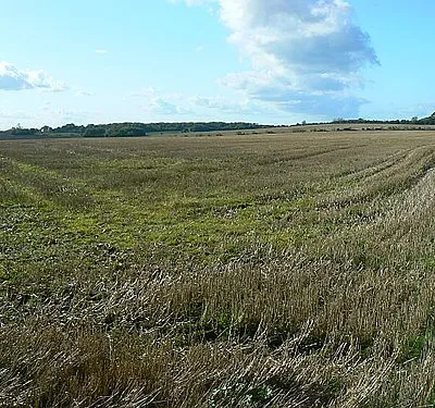 Farmland west of Winterbourne Bassett The field has been harvested fairly recently. The crop could have been maize.