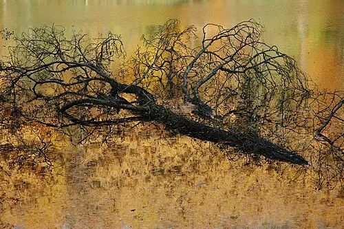 A Golden Watery Grave A fallen tree lies in the water of Parkmill Pond in Woodchester Park. The reflected autumn colours of larch trees illuminated by the sun gives the impression that the pond is alight. (No image manipulation has been applied to this picture)