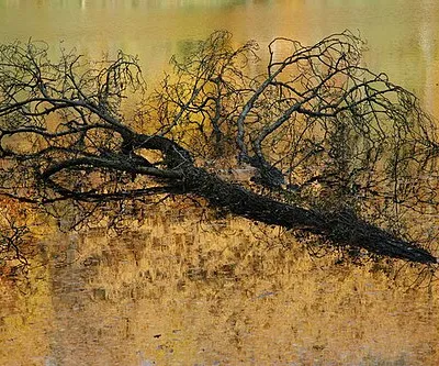 A Golden Watery Grave A fallen tree lies in the water of Parkmill Pond in Woodchester Park. The reflected autumn colours of larch trees illuminated by the sun gives the impression that the pond is alight. (No image manipulation has been applied to this picture)