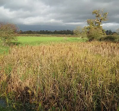 Bulrushes at Croome