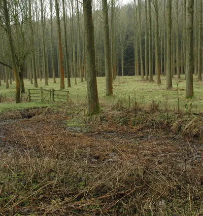 Ashton Wood Plantation in Ashton Wood on the slopes of Bredon Hill.