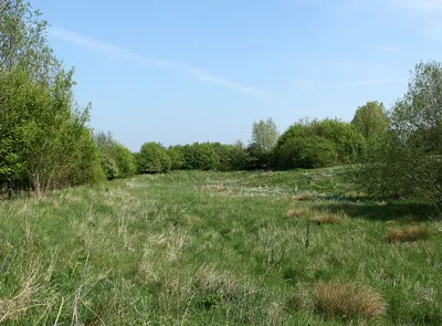 2011 : Field near the A3102 Calne bypass