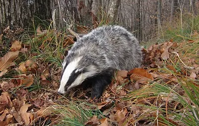 Esemplare di tasso, specie molto comune in quest'area naturalistica
