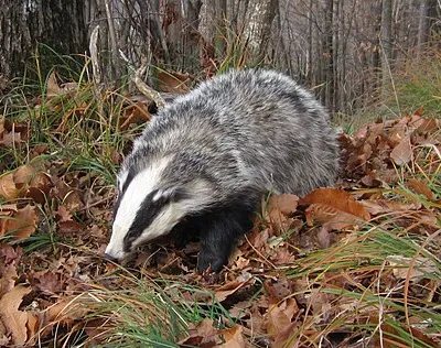 Esemplare di tasso, specie molto comune in quest'area naturalistica