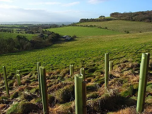 Above Handsmooth. This is beside the footpath climbing up to Fludger's Wood. Saplings have been planted at the edge of the pastoral field.