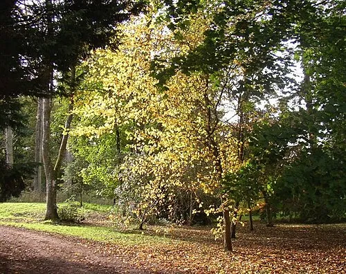 Afternoon sunshine on autumn leaves at Westonbirt arboretum Tucked away off the beaten track, with the light reflecting on the autumn leaves of the tree here
