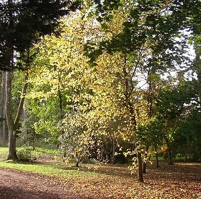 Afternoon sunshine on autumn leaves at Westonbirt arboretum Tucked away off the beaten track, with the light reflecting on the autumn leaves of the tree here