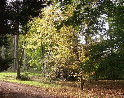 Afternoon sunshine on autumn leaves at Westonbirt arboretum Tucked away off the beaten track, with the light reflecting on the autumn leaves of the tree here