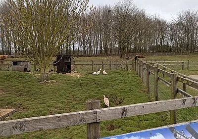 Ducks and cattle at Cotswold Farm Park