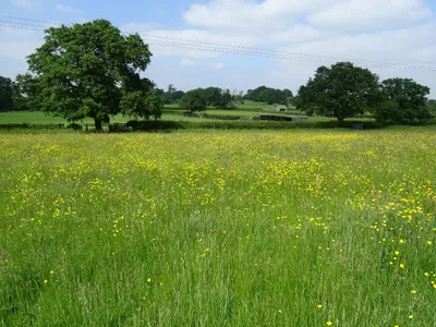 Buttercups in grass