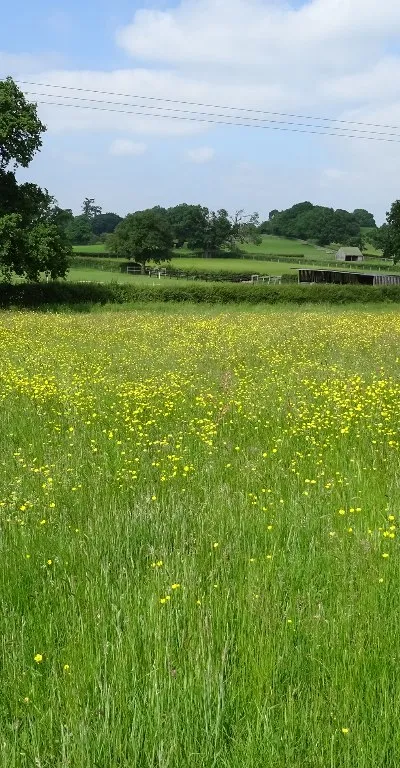 Buttercups in grass