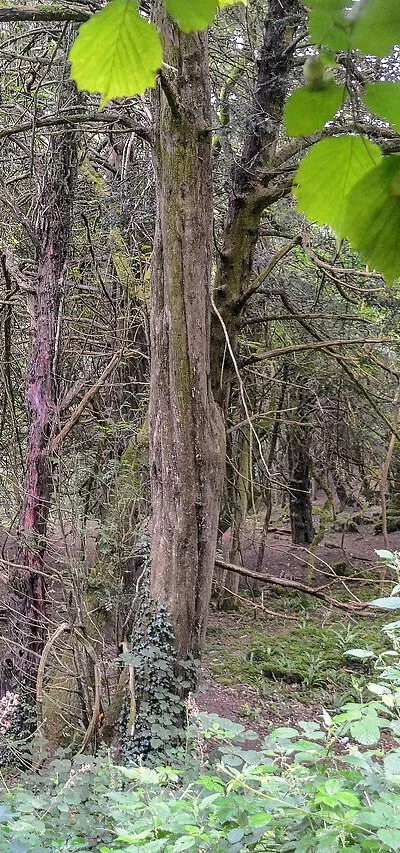Bathampton : Bathampton Wood