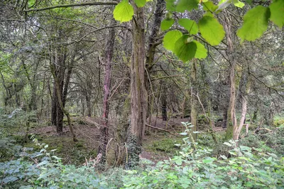 Bathampton : Bathampton Wood