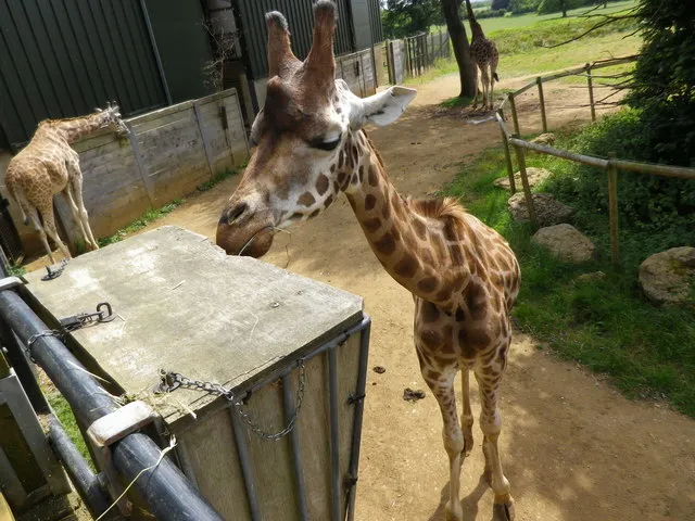 Giraffes beside their enclosure at Cotswold Wildlife Park