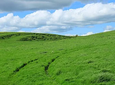 2012 : Strip Lynchetts on Roughridge Hill