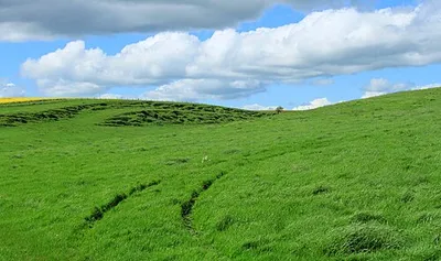 2012 : Strip Lynchetts on Roughridge Hill
