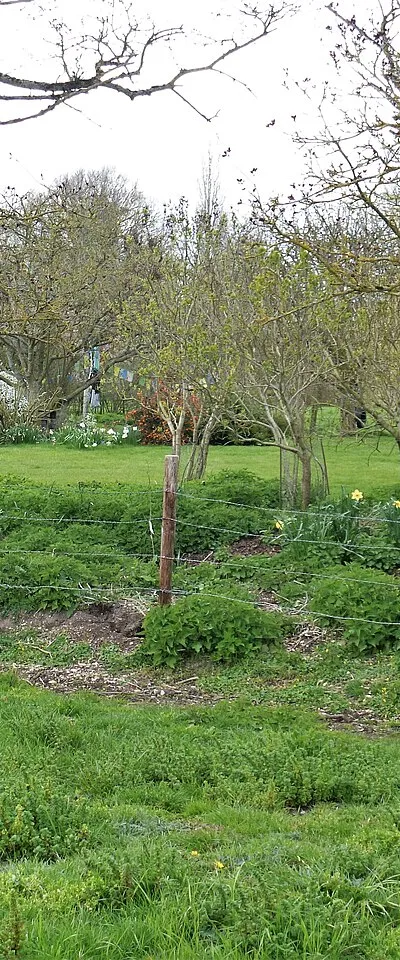 Dummies in the garden
