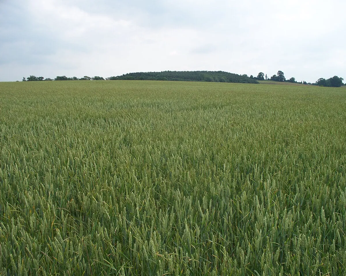 A sea of wheat