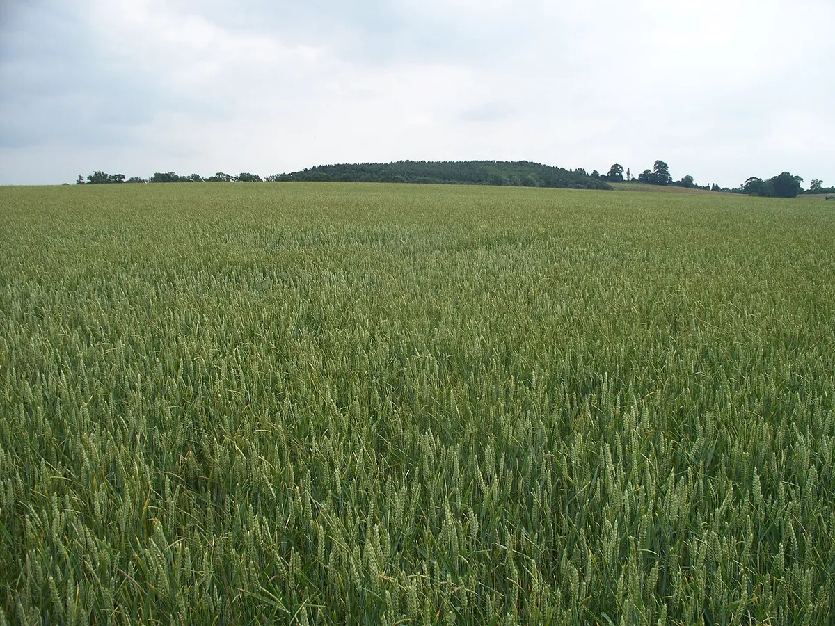 A sea of wheat