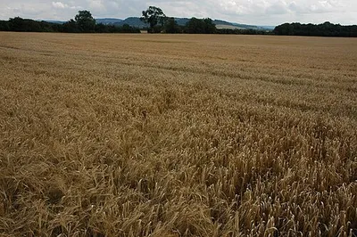 Barley field near Kemerton The Cotswold hills can be seen in the background.