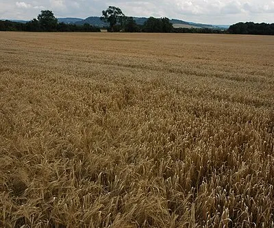 Barley field near Kemerton The Cotswold hills can be seen in the background.