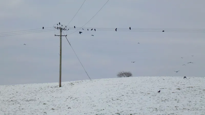 A murder of crows