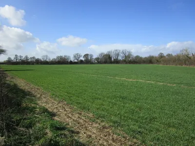 Autumn sown crop off Hiltmead Lane