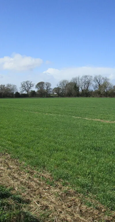 Autumn sown crop off Hiltmead Lane