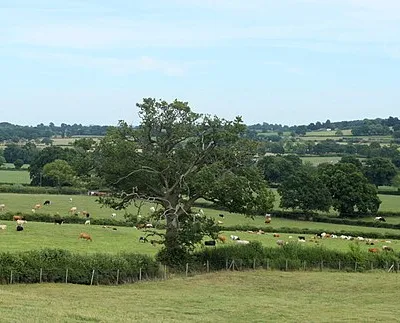 2010 : Cattlescape with fields off Stroud Lane
