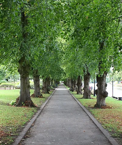Avenue of trees by the River Avon