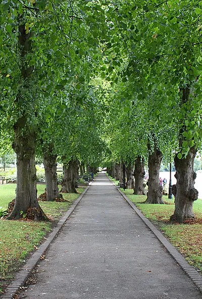 Avenue of trees by the River Avon