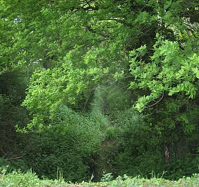 Cicely's bridge This small bridge over a drainage ditch is named after a character in the book Round About a Great Estate by Richard Jefferies.