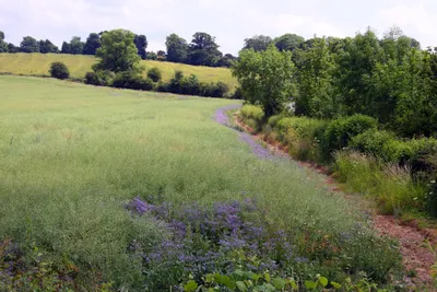 An arable field near Nethercote