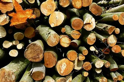 Beech logs, West Woods, near Marlborough West Woods are actively managed as a timber resource. These logs appear to have been fairly recently cut.
