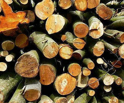 Beech logs, West Woods, near Marlborough West Woods are actively managed as a timber resource. These logs appear to have been fairly recently cut.